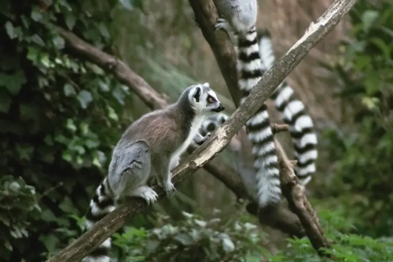 Le maki catta de madagascar