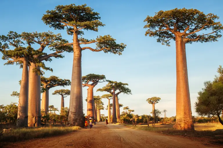 Quatre merveilles de Madagascar à découvrir à tout prix